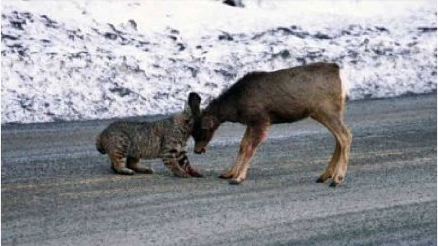 سیاهگوش گوزن را می گیرد | لحظه...