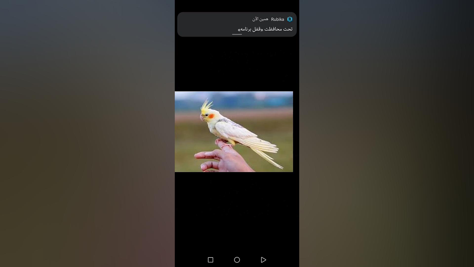 آموزش تکثیر و نگه داری طوطی سا...