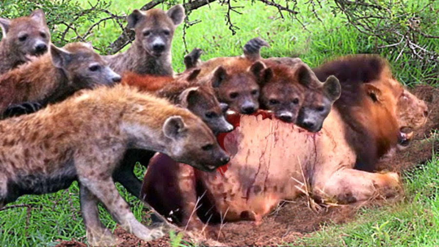 مستند حیات وحش  جنگ سگ های وحش...