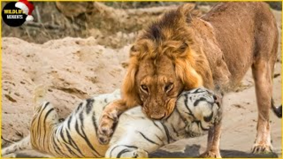 مبارزه واقعی شیر علیه ببر و 45...