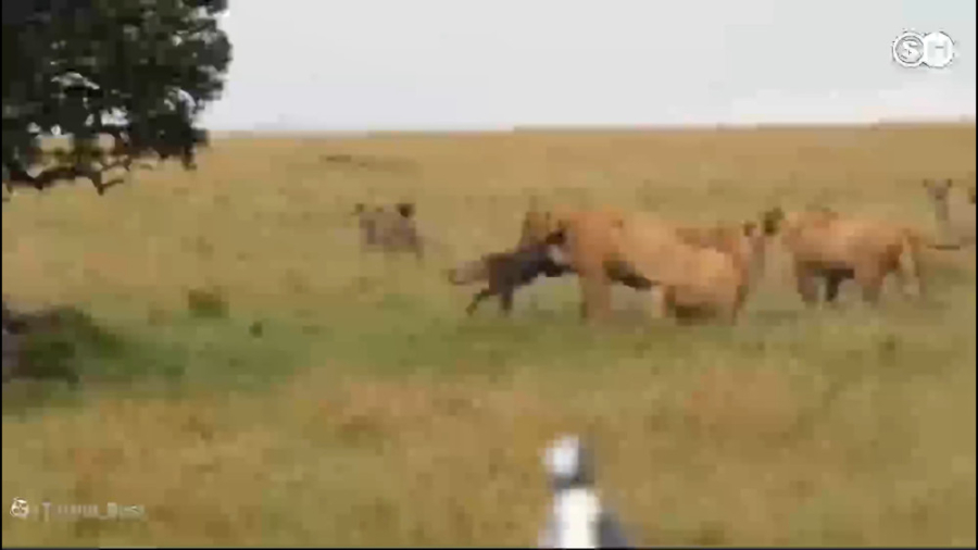 حمله گله ای کفتار ها و اتفاق ک...