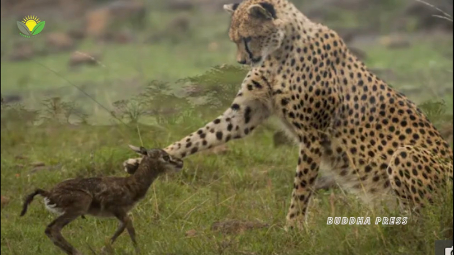 بوسه مرگ  بچه آهوی تازه متولد...