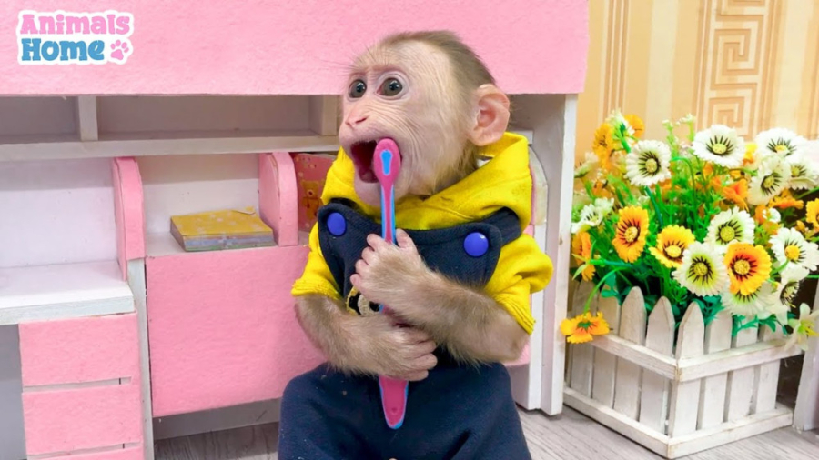 یک روز شاد برای میمون کوچولوی...