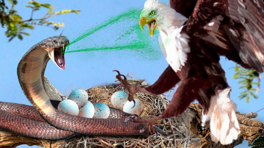 حیوانات حیات وحش | نبرد دیدنی...