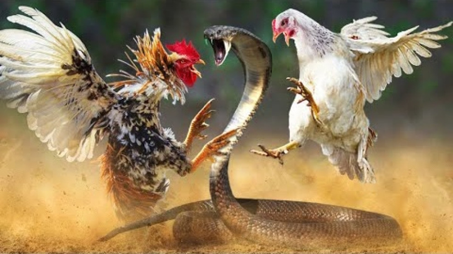 حیوانات راز بقا | حملات حیرت آ...