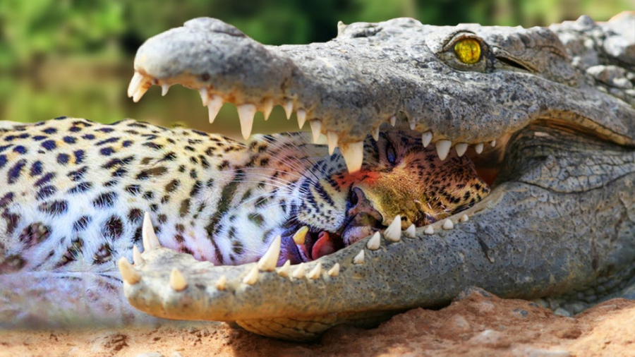 نبردهای دیدنی حیوانات  پلنگ در...