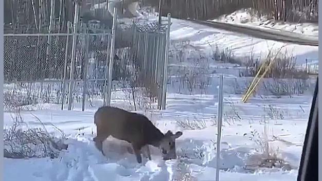 گربه سیاه&zwnj;گوش اوراسیایی...