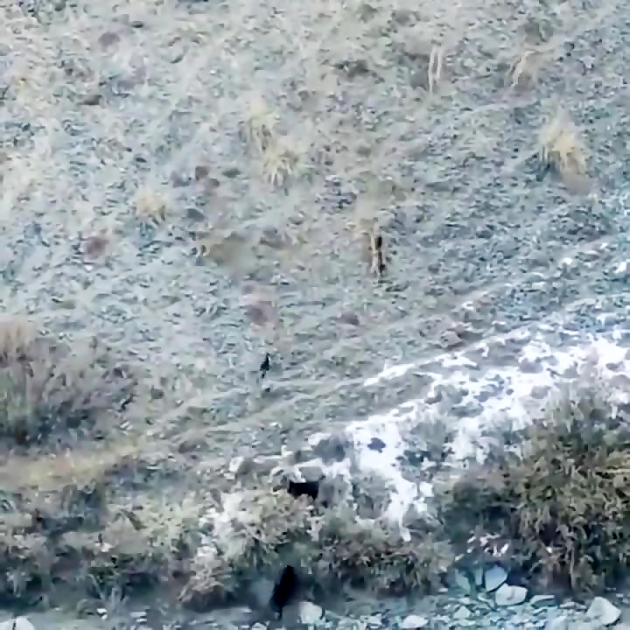 تکنیک جالب گرگ ها در حمله به س...