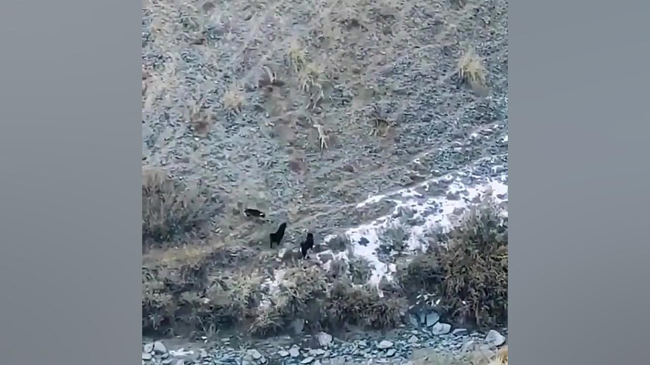 تکنیک جالب گرگ ها در حمله به س...