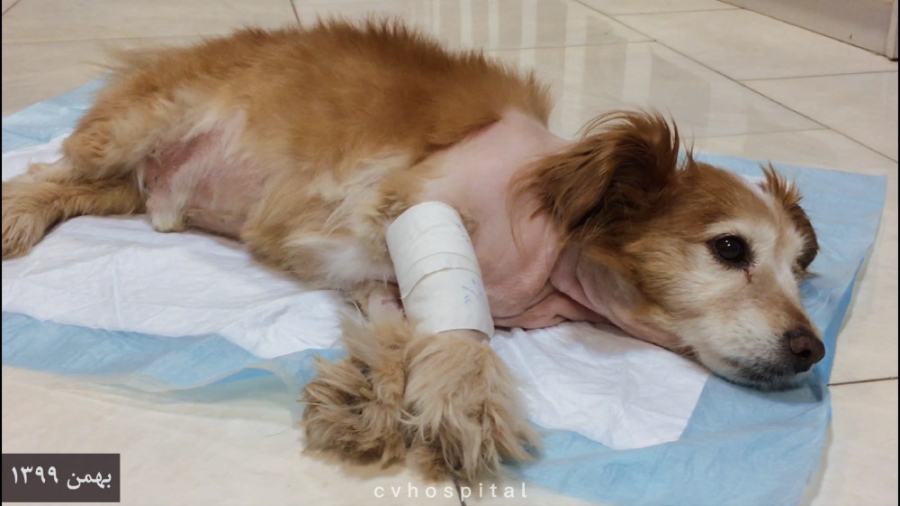بهبود سگ فلج در بیمارستان دامپ...