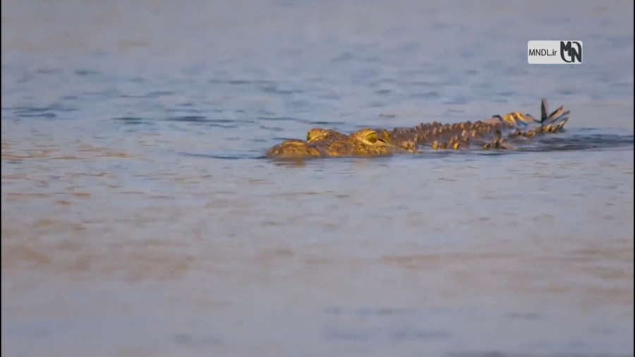 مستند سرزمین گربه های بزرگ بخش...