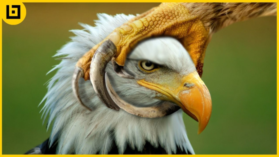 حیوانات حیات وحش  نبرد های دید...