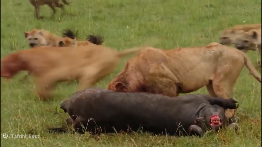 شیر و کفتار برای شکار میجنگند،...