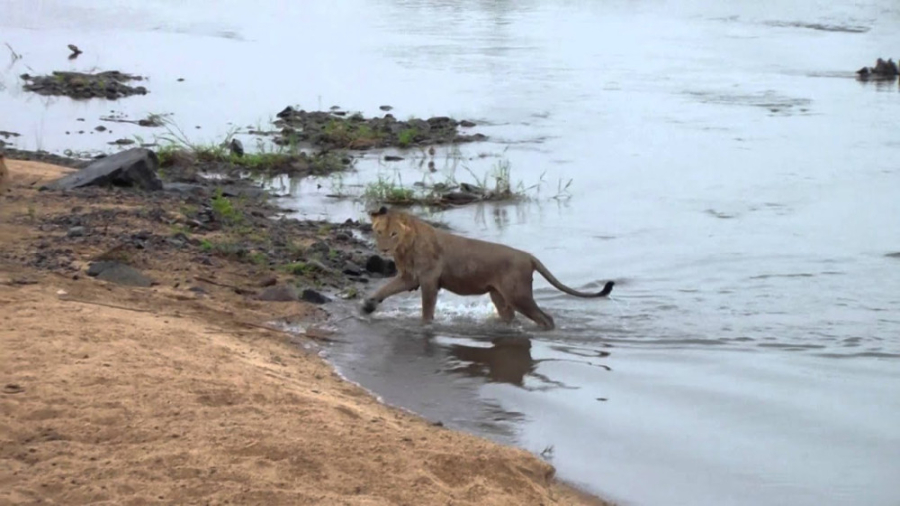 عبور شیرها از رودخانه سابی  شی...