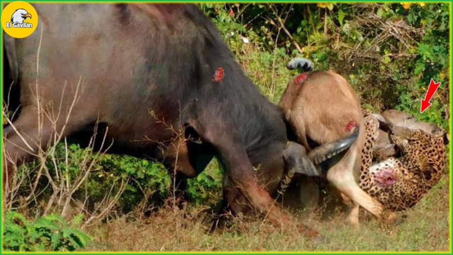 حیوانات حیات وحش  لحظاتی که پل...