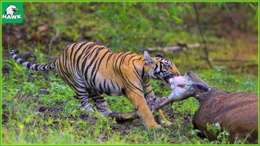 حمله حیوانات وحشی  لحظه حملات...