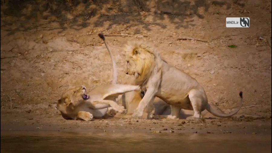 مستند سرزمین گربه های بزرگ بخش...