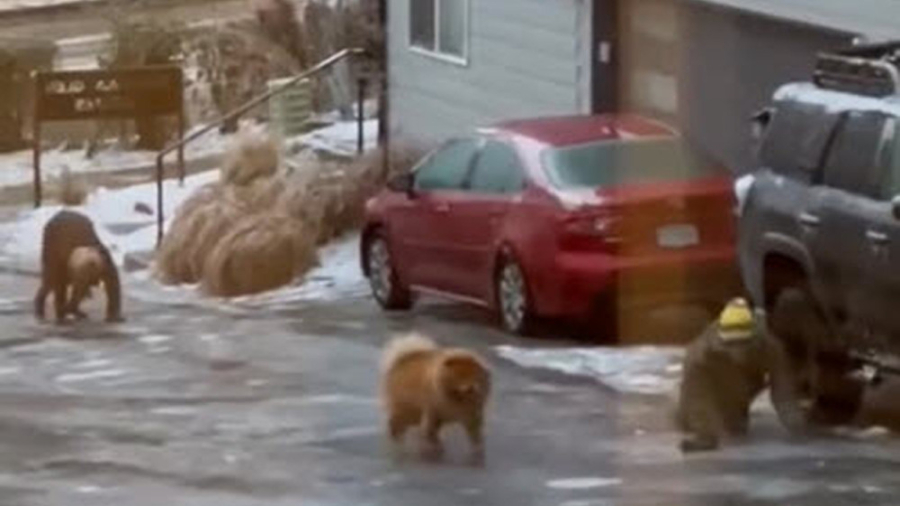 چهار دست و پا راه رفتن مردم رو...