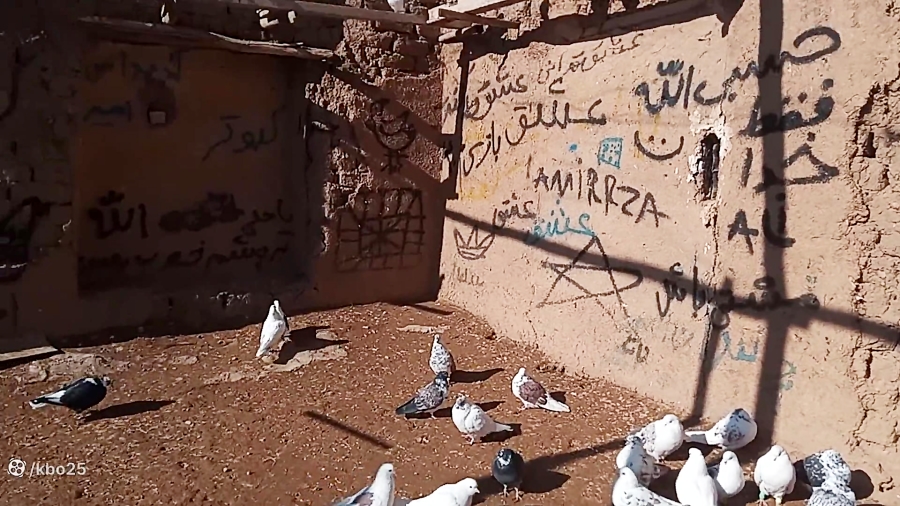 کبوتر نمایشی ۳