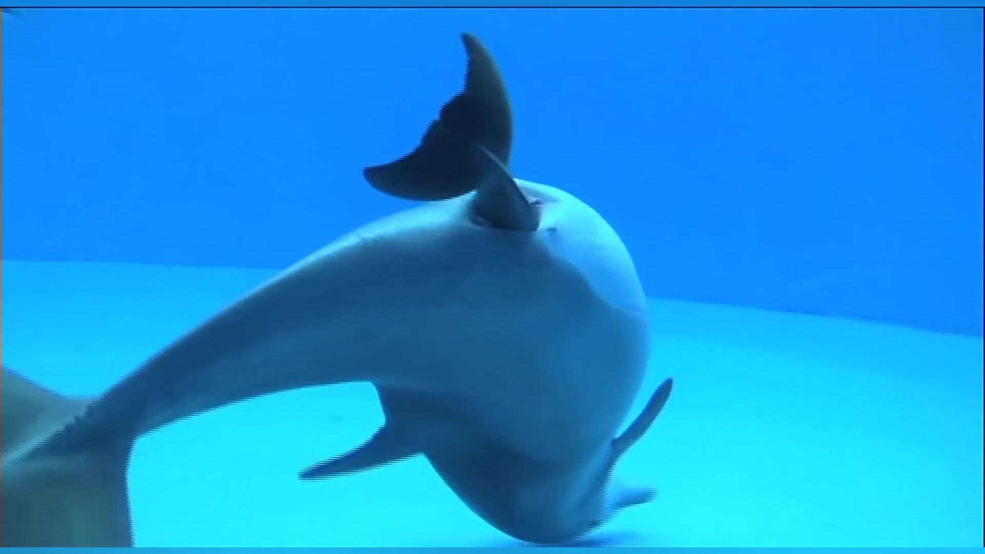 دلفین تخمگذار است یا بچه زا؟ (...