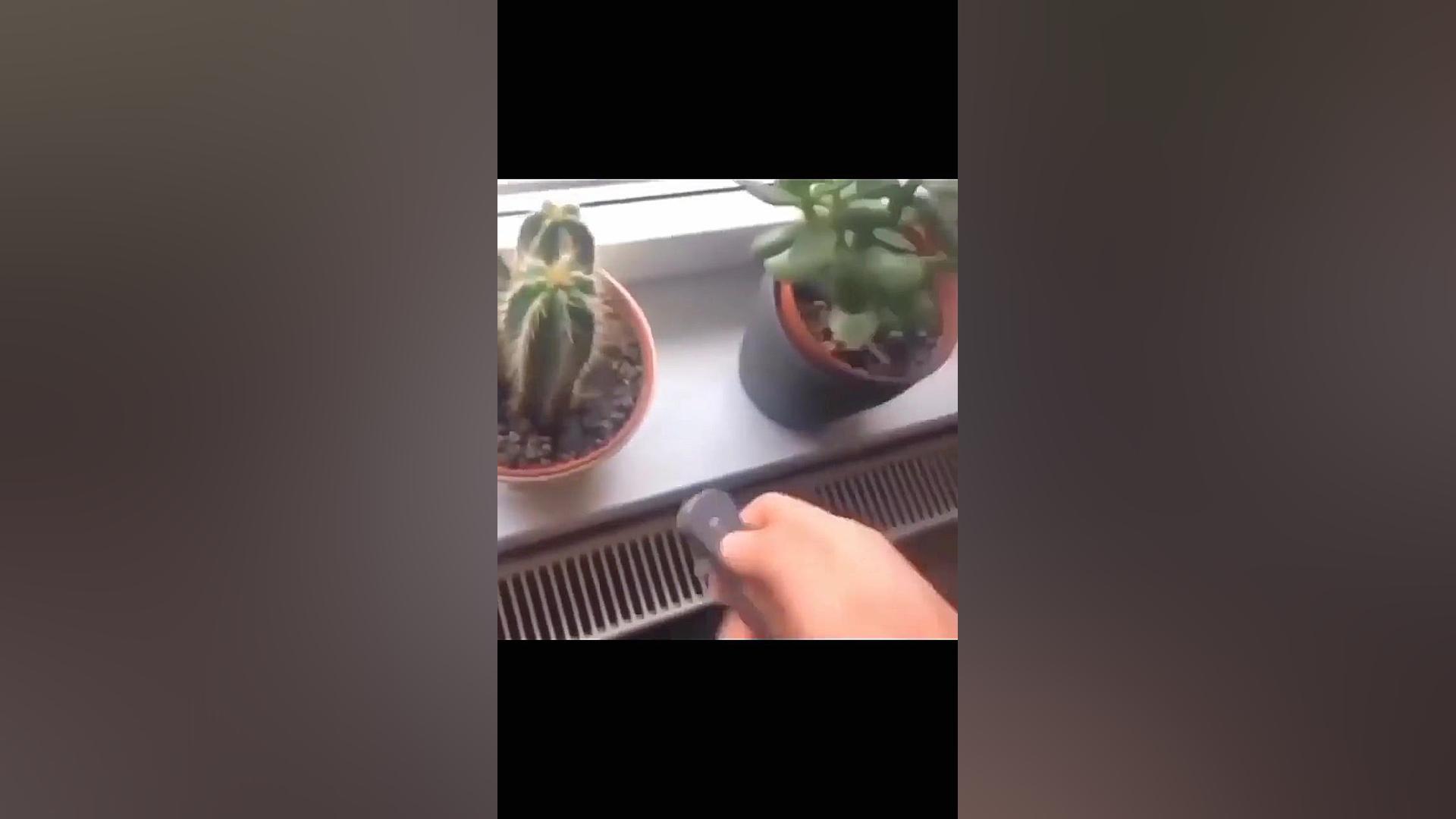 عاقبت مبارزه با کاکتوس