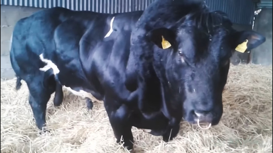 حیوانات حیات وحش  نبرد دیدنی ب...