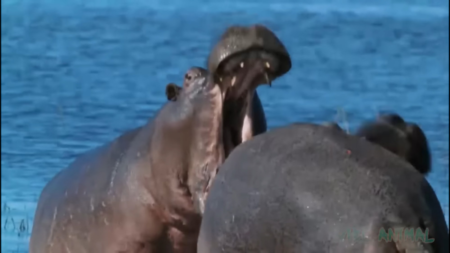 حیوانات حیات وحش  نبرد دیدنی ب...