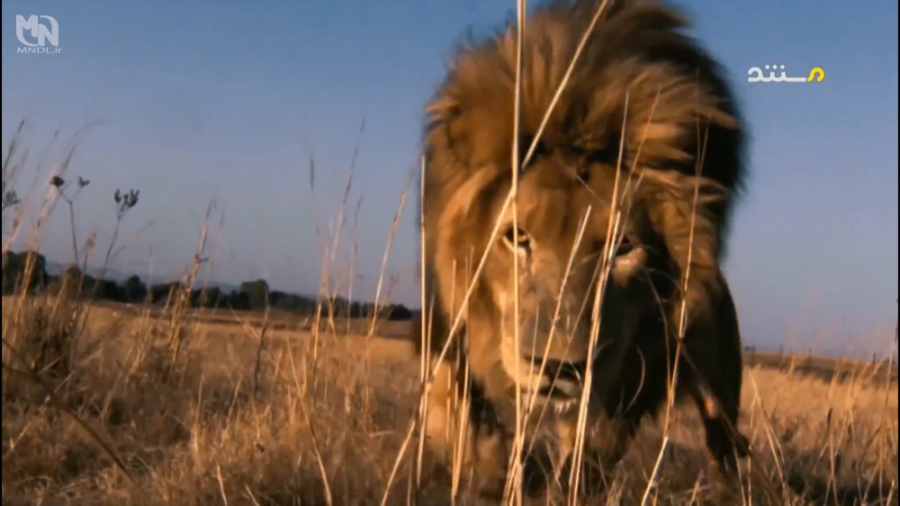 مستند اخر هفته با گربه های بزر...