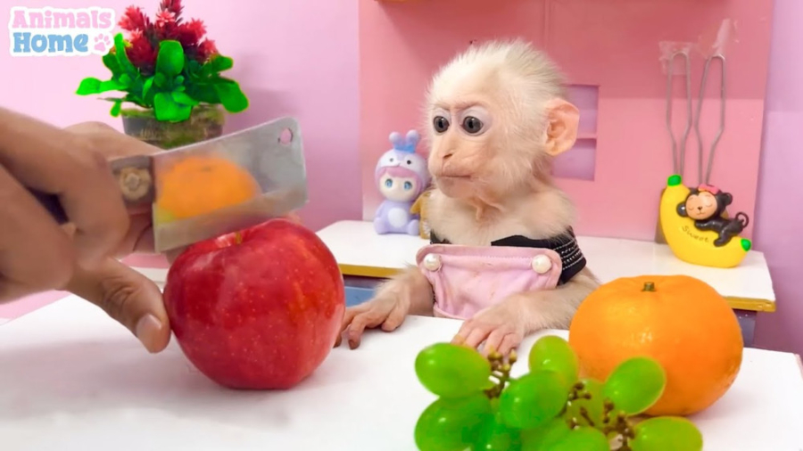 بچه میمون کوچولو به پدر در برد...