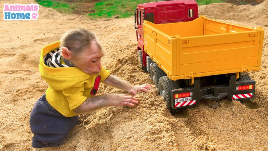 میمون کوچولو به پدر کمک می کند...