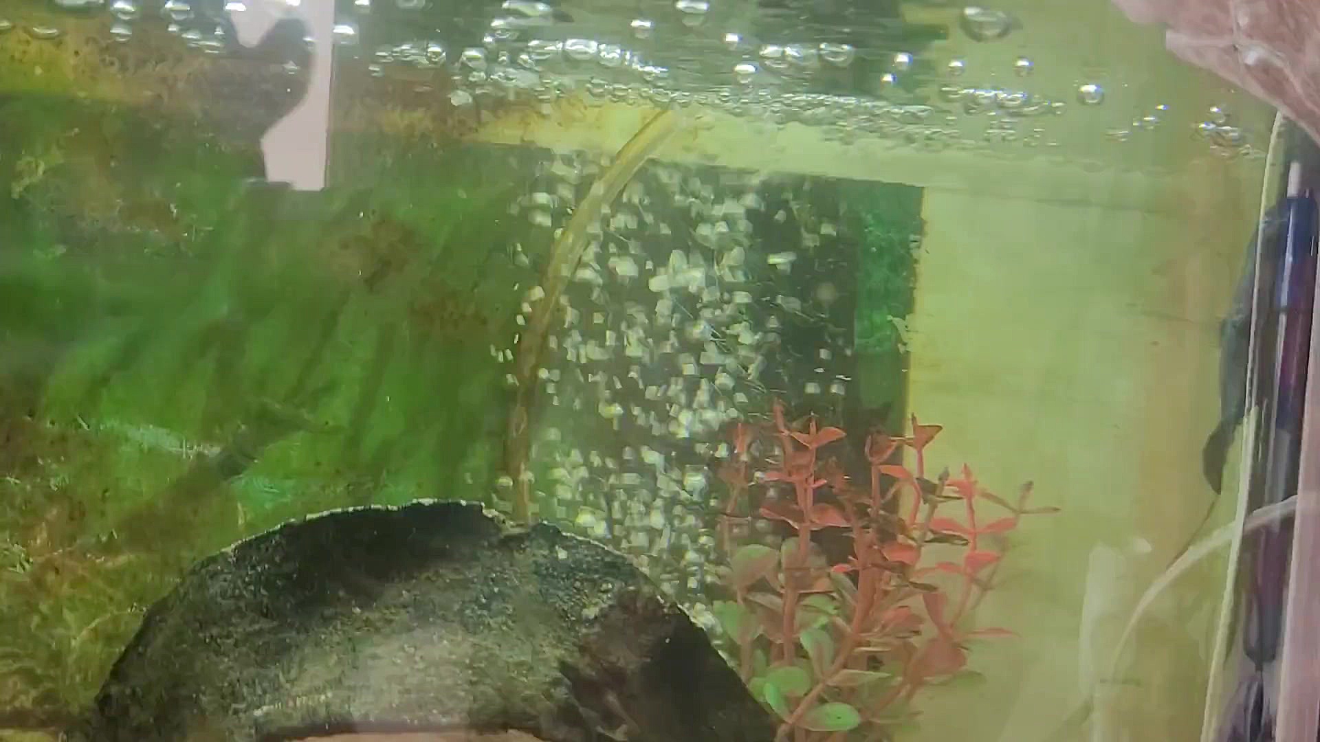 غذادهی به ماهی هام پارت ۱