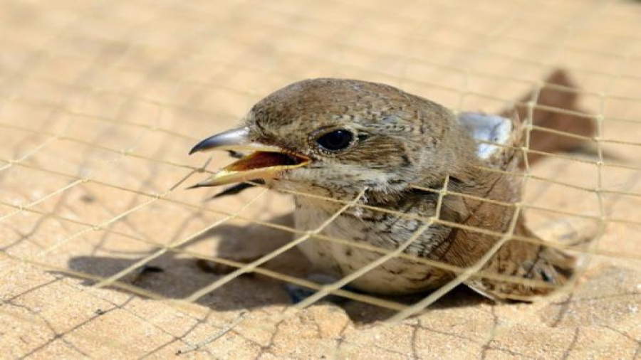 ساخت بسیار ساده تله پرنده با س...