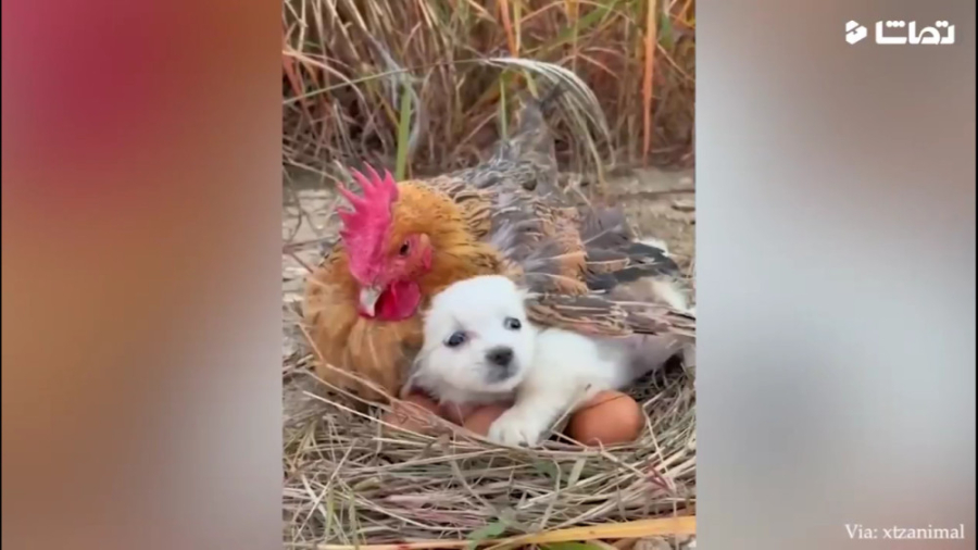 کلیپ طنز خنده دار حیوانات  کلی...