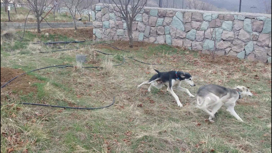 سالوکی سگ ایرانی اصل