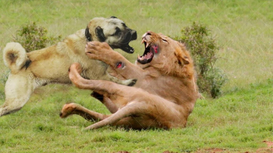 ممنوع ترین نژادهای سگ در جهان...