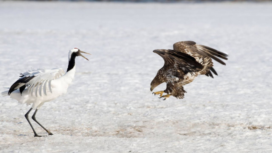 مستند حیات وحش  نبرد با عقاب ه...