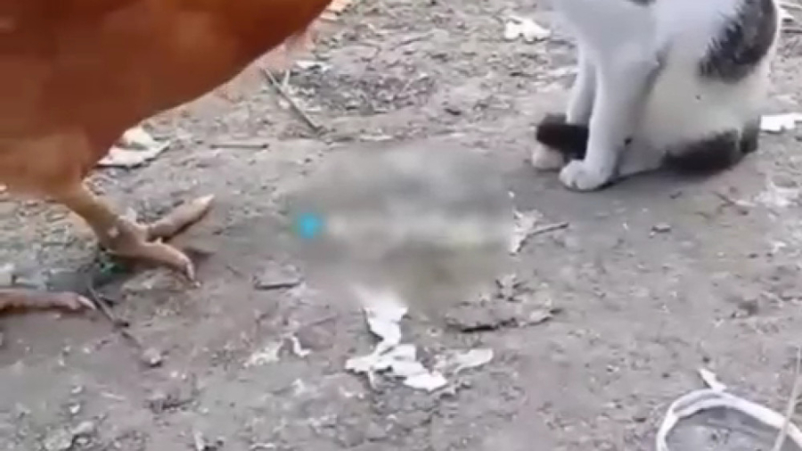 طنز بزنی ،میزنم شوخی گربه و خر...