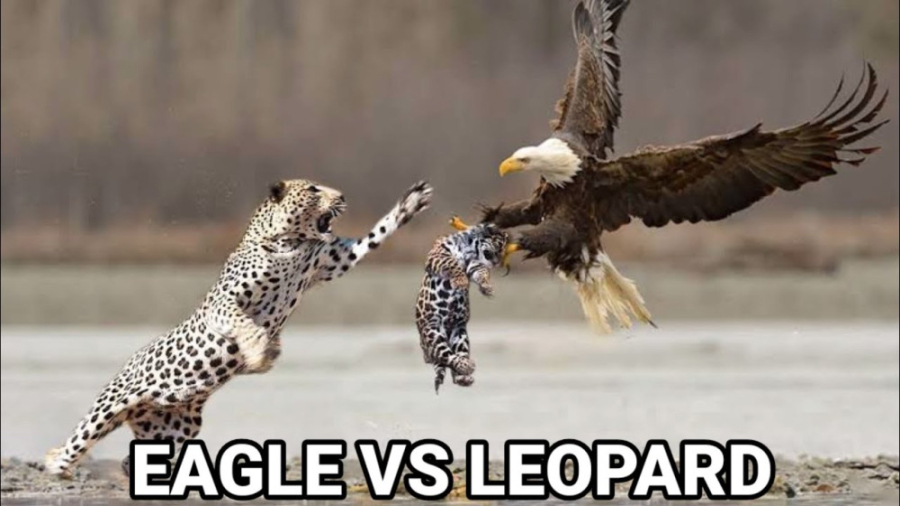 شکار عقاب توسط پلنگ  راز بقا د...