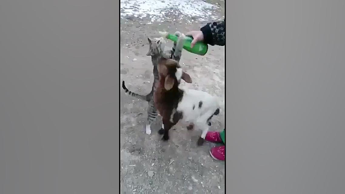 گربه اینقد حسودددد !!!!