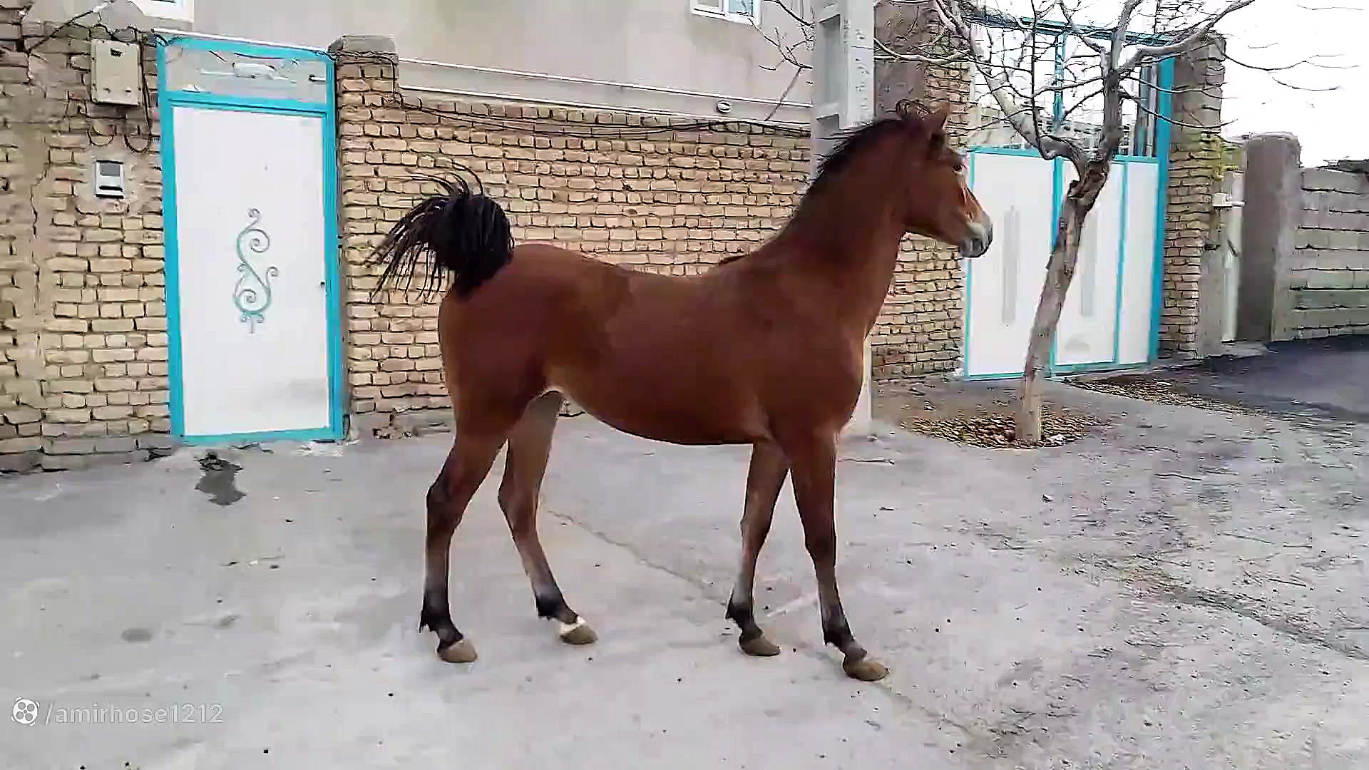 اسب کرد ملکه بهرامی