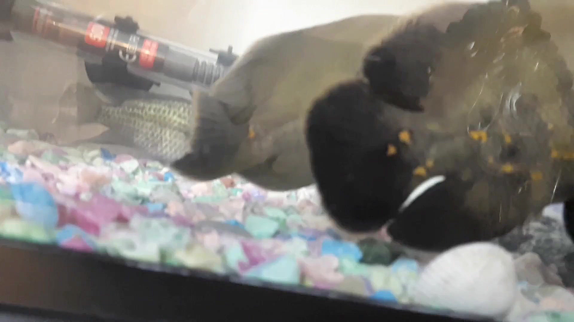 خبر خیلی مهم حتما&quot; حتما&q...