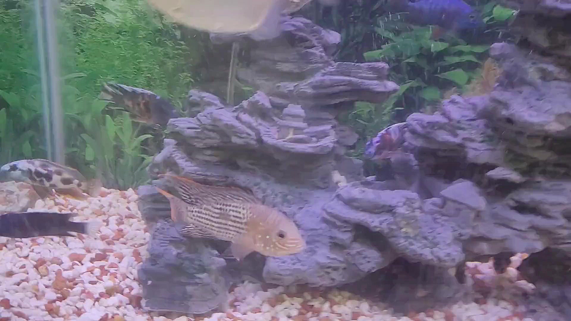 ماهی های جدید من