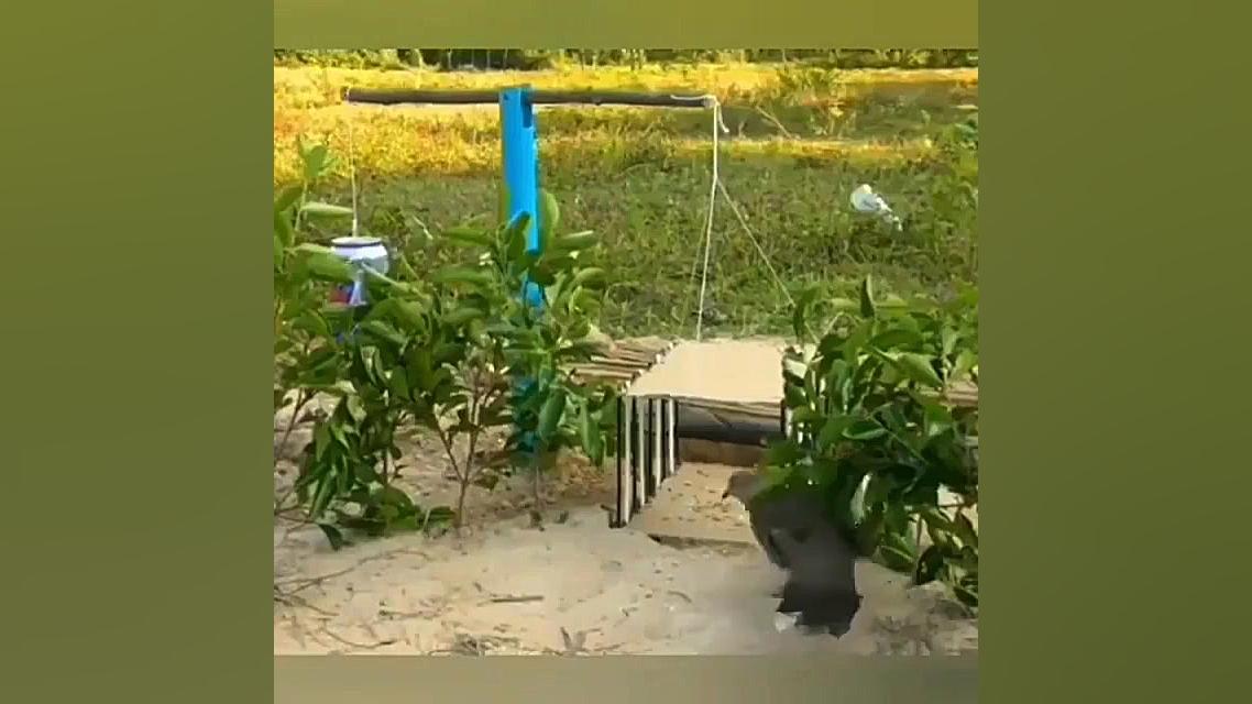 آموزش درست کردن تله پرنده