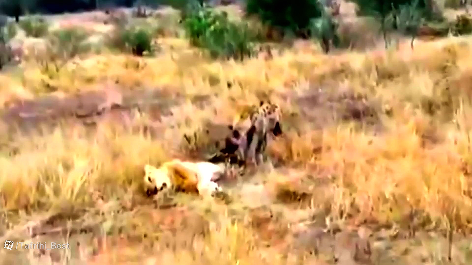 شیر و کفتار برای شکار میجنگند...