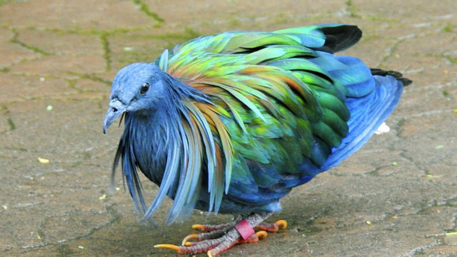 10 گونه از زیباترین پرندگان در...