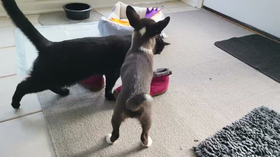 بازی گربه و توله سگ  دوستی سگ...