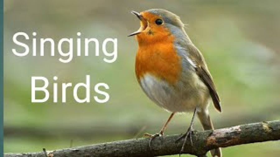 پرندگان آواز خوان، زیباترین آو...