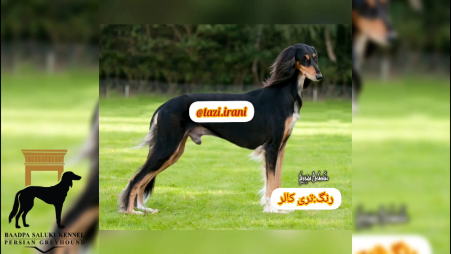 رنگ بندی سالوکی یا تازی ایرانی