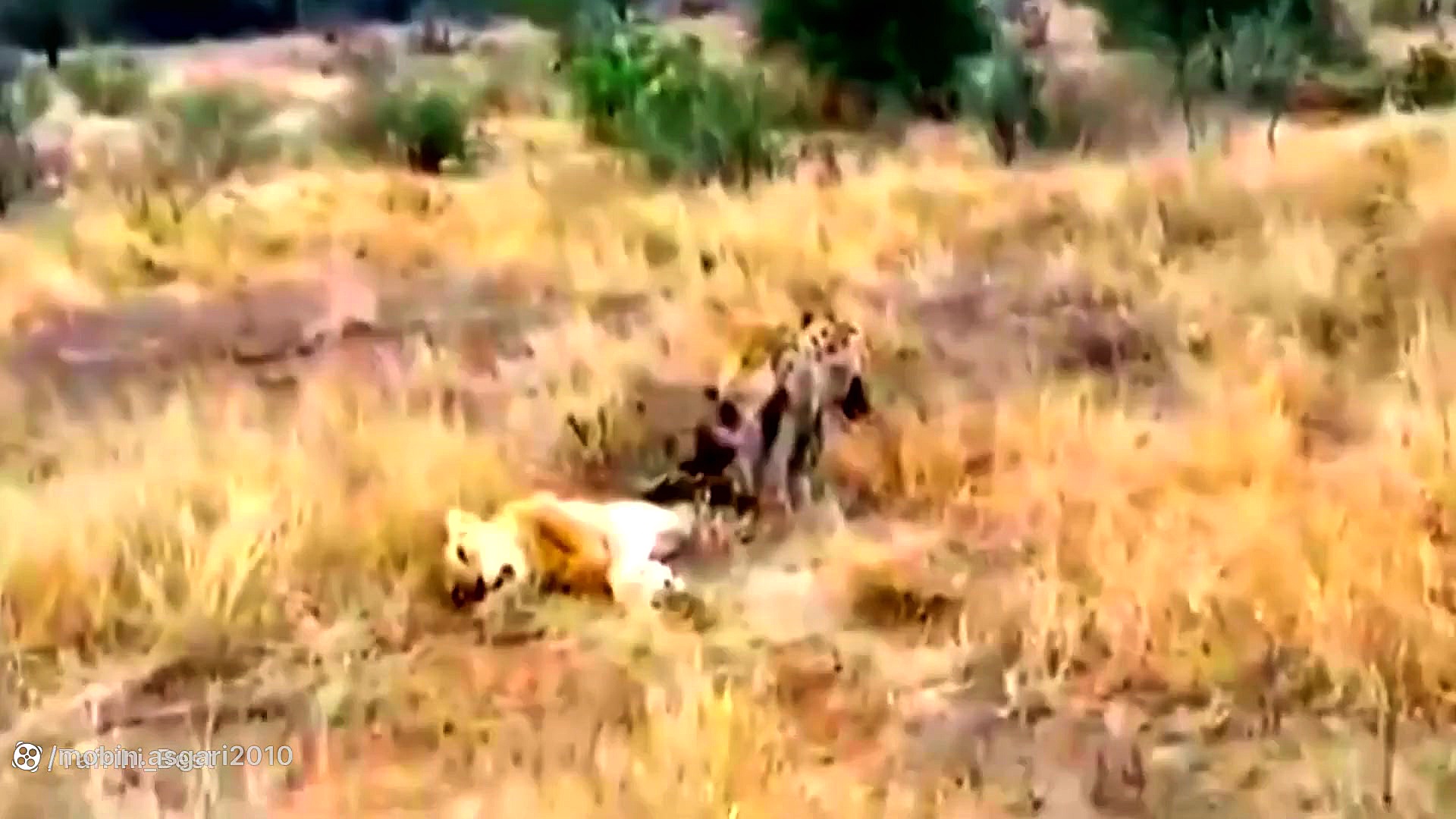 شیر و کفتار برای شکار میجنگند...