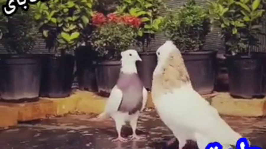 طوقی کبوتران رنگی کبوترطوقی کف...